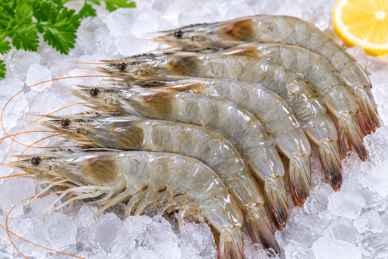 Fresh Vannamei Shrimp (روبيان فانامي):in UAE or Dubai