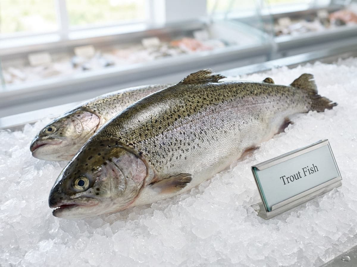 Frozen Trout Fish for Easy Seafood Meals in Dubai